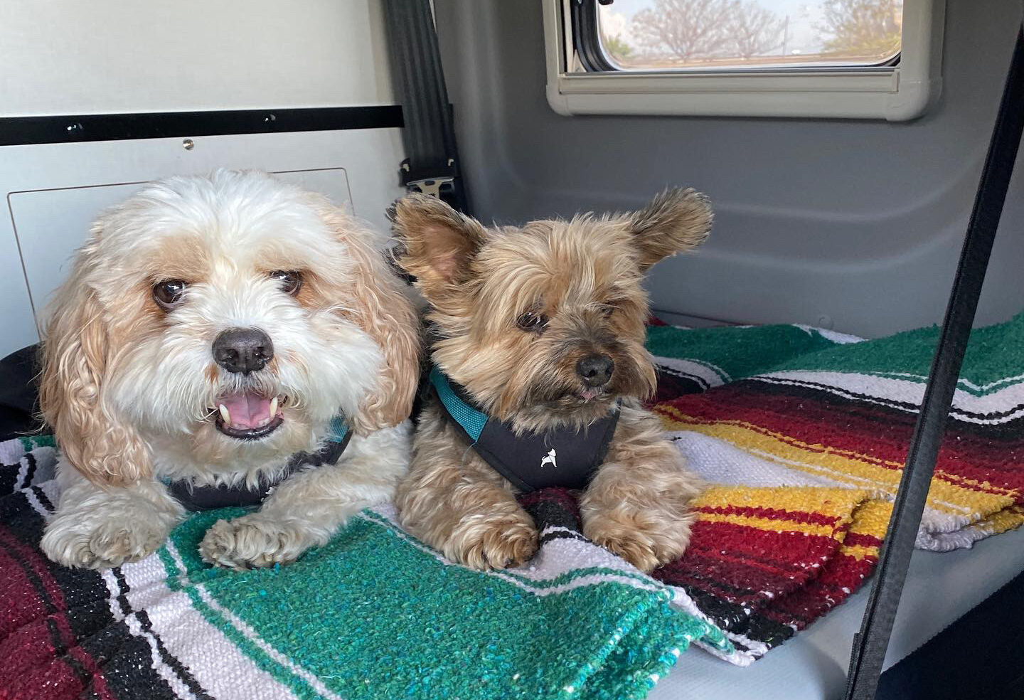 Van Life with Pets