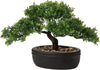 Rossmonster Bon-Sei Tree